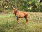 Male Quter Bread (Pony)