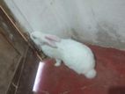Male Rabbit