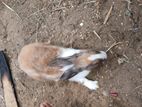 Male Rabbit