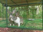 Male Rabbit
