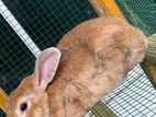 Male Rabbit