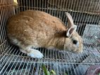 Male Rabbit