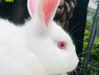 Male Rabbit