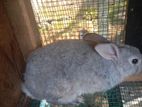 Male Rabbit