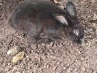 Male Rabbit