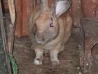 Male Rabbit