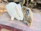 Male rabbit