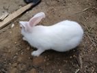 Male Rabbits