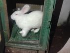 Rabbit for Kind Home