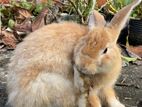 Male Rabbit