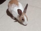 Male Rabbit