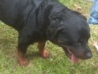 Male Rottweiler Dog for Crossing