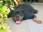 Rottweiler Male Dog