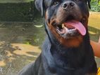 Male Rottweiler for Crossing