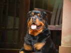 Male Rottweiler for Crossing