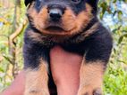 Male Rottweiler Puppy