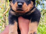 Male Rottweiler Puppy