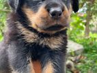 Male Rottweiler Puppy