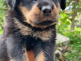Male Rottweiler Puppy