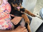 Male Rottweiler Puppy