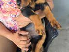 Male Rottweiler Puppy