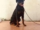Male Rottwelier