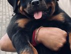 Male Rottwiller dog