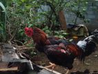 Rooster