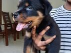 Rottweiler Puppy