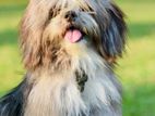 Male Shih Tzu for Crossing