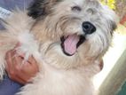 Shih Tzu for Crossing