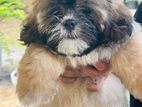 Male Shih Tzu Puppy