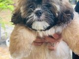 Male Shih Tzu Puppy