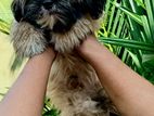 Male Shih Tzu Puppy