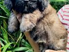 Male Shih Tzu Puppy