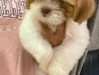 Male Shihtzu Dog