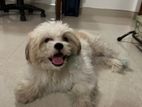 Male Shihtzu for Crossing