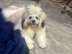 Male Shih Tzu Dog