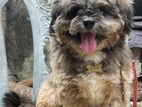 Male Shitzu Puppy for Crossing