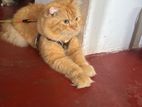 Male Siberian Persian Cat