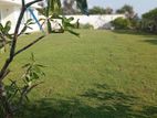 Malaysian Grass Carpet