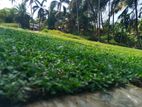 Grass Carpet