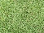 Malaysian Grass