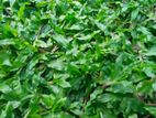 Malesian Grass