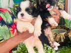 Malesiyan TRI Colur Shih Tzu Puppies