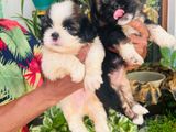 Malesiyan TRI Colur Shih Tzu Puppies