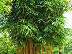 Bamboo Tree