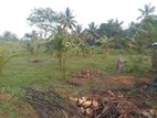 Malsiripura- Madahapola Road Land for Sale – 1 Acre 20 Perches