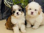 Maltese Terrier Puppies