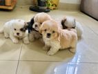 Maltese Terrier Puppy